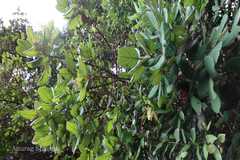 Cryptocarya stocksii